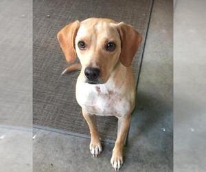 Labrador Retriever Dogs for adoption in Florence, AL, USA
