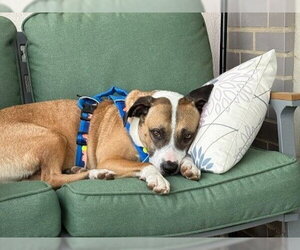 American Pit Bull Terrier-Unknown Mix Dogs for adoption in Derwood, MD, USA