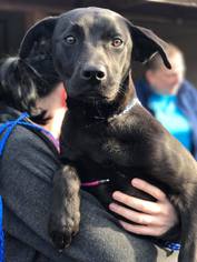 Medium Photo #1 Labrador Retriever-Unknown Mix Puppy For Sale in Brooklyn, NY, USA