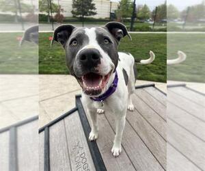 American Pit Bull Terrier-Unknown Mix Dogs for adoption in Elk Grove, CA, USA