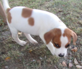 Bogle Dogs for adoption in phoenix, AZ, USA