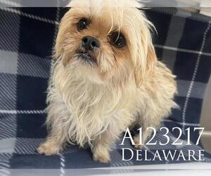 Shih Tzu-Unknown Mix Dogs for adoption in HESPERIA, CA, USA