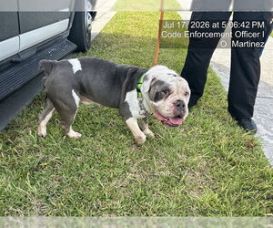 Bulldog Dogs for adoption in Naples, FL, USA