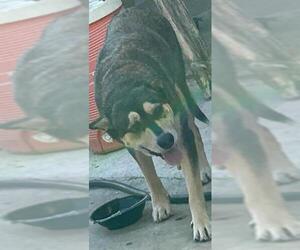 - Mix Dogs for adoption in San Antonio, TX, USA