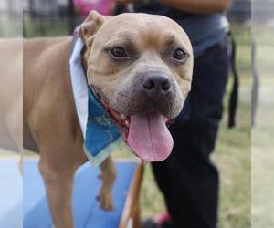 American Staffordshire Terrier-Unknown Mix Dogs for adoption in San Antonio, TX, USA