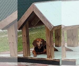 Beagle-Black and Tan Coonhound-Labrador Retriever Mix Dogs for adoption in CRESCENT CITY, FL, USA