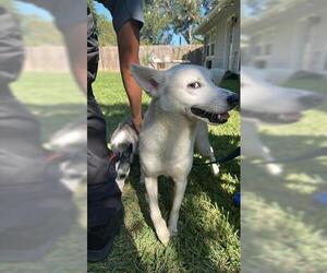 Siberian Husky-Unknown Mix Dogs for adoption in Houston, TX, USA