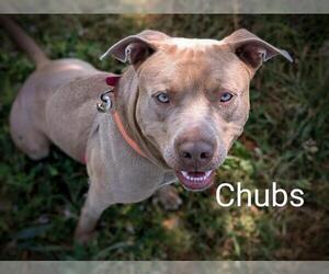 American Pit Bull Terrier Dogs for adoption in McKinleyville, CA, USA