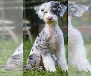 Mutt Dogs for adoption in Greenville, SC, USA