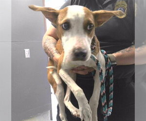 Treeing Walker Coonhound-Unknown Mix Dogs for adoption in Tallahassee, FL, USA