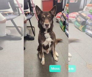 Australian Kelpie-Huskies  Mix Dogs for adoption in Richmond, IN, USA