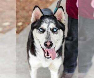 Siberian Husky Dogs for adoption in Alameda, CA, USA