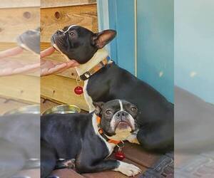 Faux Frenchbo Bulldog Dogs for adoption in Nashville, TN, USA