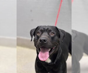 Labrador Retriever-Unknown Mix Dogs for adoption in Las Vegas, NV, USA