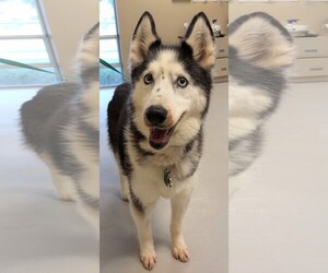 Small Siberian Husky