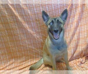 Siberian Husky-Unknown Mix Dogs for adoption in Sacramento, CA, USA