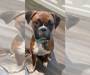 Boxer Dogs for adoption in Woodbury, MN, USA