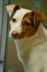 Medium Photo #1 Jack Russell Terrier Puppy For Sale in Tuscumbia, AL, USA