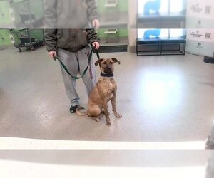 Plott Hound Dogs for adoption in Louisville, KY, USA