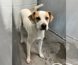 American Foxhound-Unknown Mix Dogs for adoption in Tavares, FL, USA