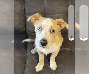 Pembroke Welsh Corgi-Unknown Mix Dogs for adoption in Dallas, TX, USA