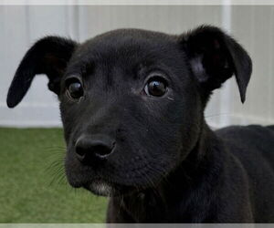 Medium Photo #1 Labrador Retriever-Unknown Mix Puppy For Sale in Canton, CT, USA
