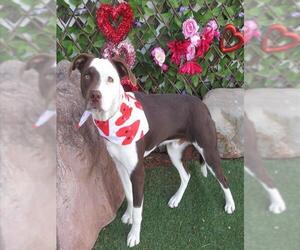Pointer-Unknown Mix Dogs for adoption in Oklahoma City, OK, USA