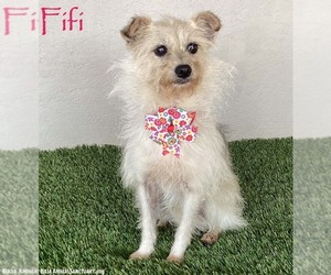 Chihuahua-Unknown Mix Dogs for adoption in San Diego, CA, USA