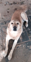 Golden Pyrenees Dogs for adoption in Mount Airy, NC, USA
