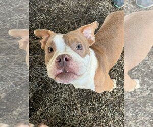 American French Bull Terrier Dogs for adoption in Woodland, CA, USA