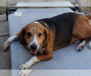 Treeing Walker Coonhound Dogs for adoption in Los Banos, CA, USA