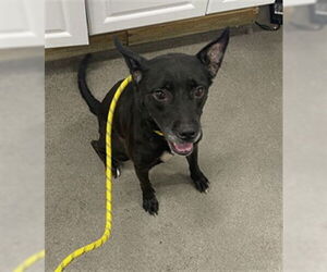 Labrador Retriever-Unknown Mix Dogs for adoption in Forestville, MD, USA