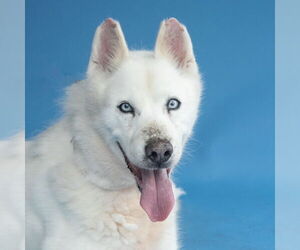 Siberian Husky Dogs for adoption in Pasadena, CA, USA