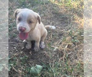 American Staffordshire Terrier-Unknown Mix Dogs for adoption in San Antonio, TX, USA