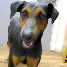 Doberman Pinscher Dogs for adoption in Fayetteville, TN, USA