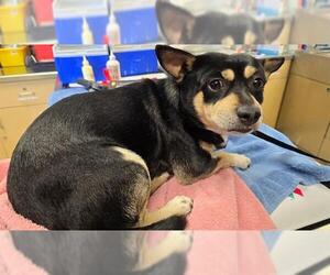 Chihuahua-Unknown Mix Dogs for adoption in Riverside, CA, USA