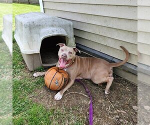 American Pit Bull Terrier-American Staffordshire Terrier Mix Dogs for adoption in Richmond, IN, USA