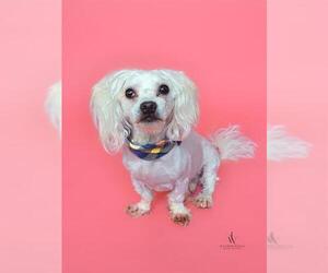 Lhasa Apso Dogs for adoption in Forestville, MD, USA