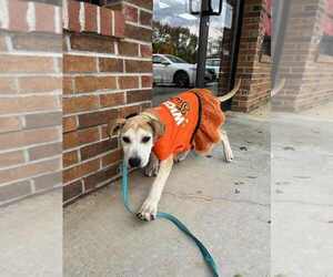 Mutt Dogs for adoption in Candler, NC, USA