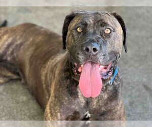 Presa Canario Dogs for adoption in Berkeley , CA, USA
