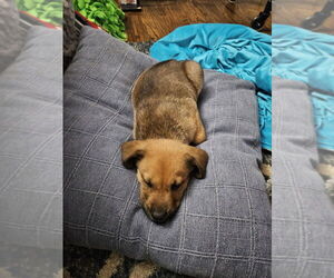 Shepradors Dogs for adoption in Springdale, PA, USA