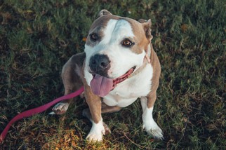 Bulldog-Unknown Mix Dogs for adoption in Fullerton, CA, USA