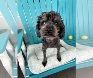 Poodle (Miniature)-Unknown Mix Dogs for adoption in Pacolet, SC, USA