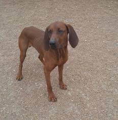 Medium Photo #1 Redbone Coonhound Puppy For Sale in Alton, IL, USA
