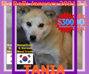 Mutt Dogs for adoption in Sebec, ME, USA