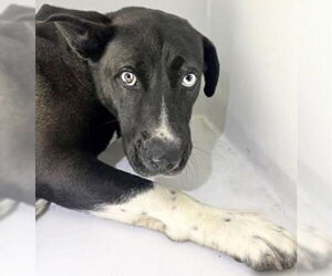 Medium Photo #2 Labrador Retriever Puppy For Sale in Houston, TX, USA