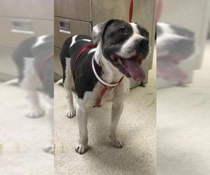 Mutt Dogs for adoption in Riverside, CA, USA