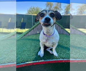 Jack Russell Terrier-Unknown Mix Dogs for adoption in Tempe , AZ, USA