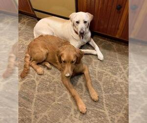 Golden Retriever Dogs for adoption in Monkton, MD, USA