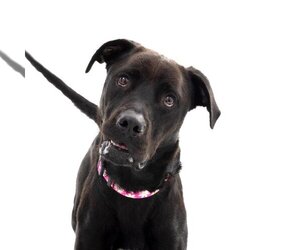 Labrador Retriever-Unknown Mix Dogs for adoption in Los Angeles, CA, USA